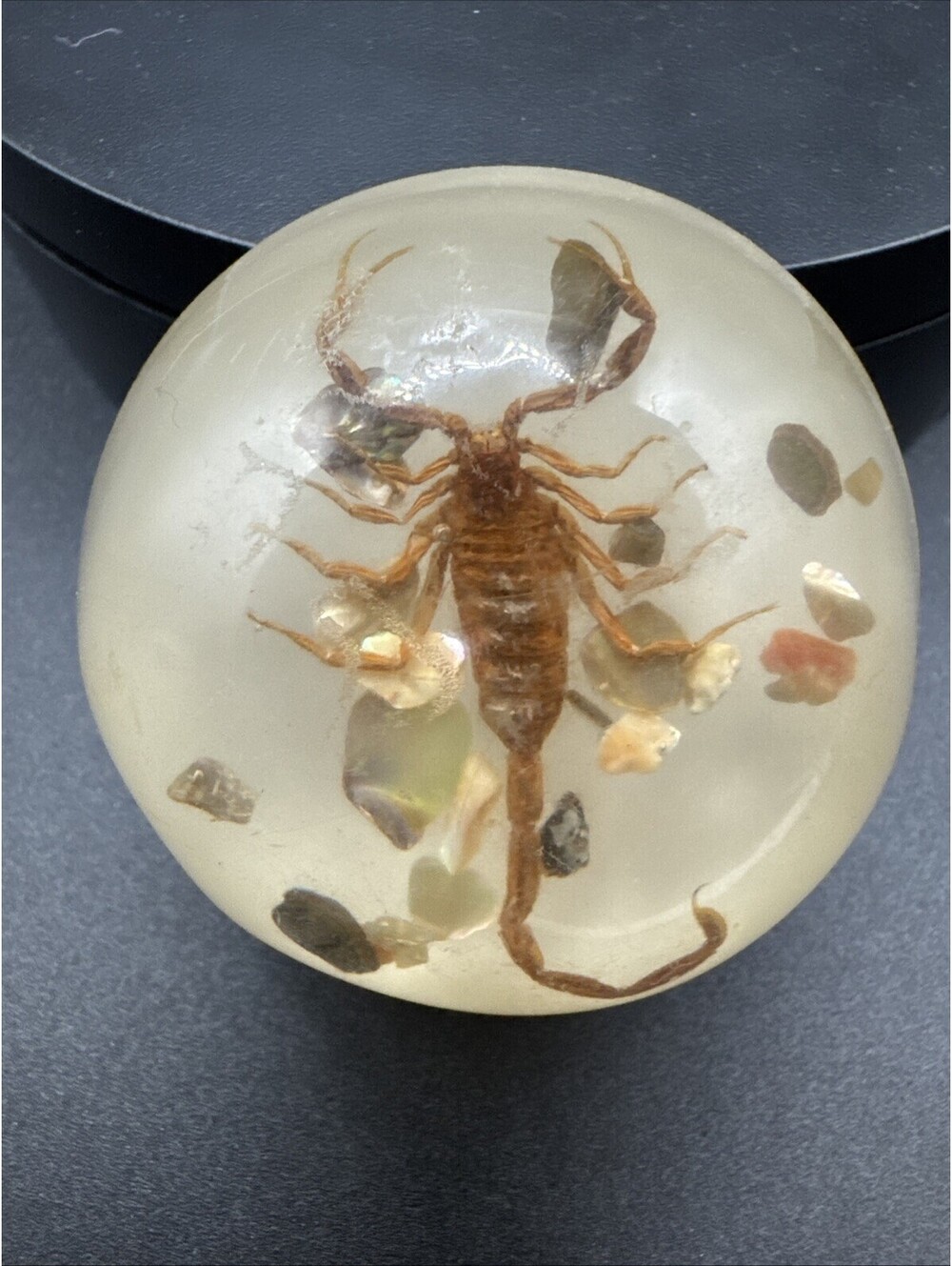 Scorpion Paperweight - Clear Resin With Mother Of Pearl Chips - Taxidermy